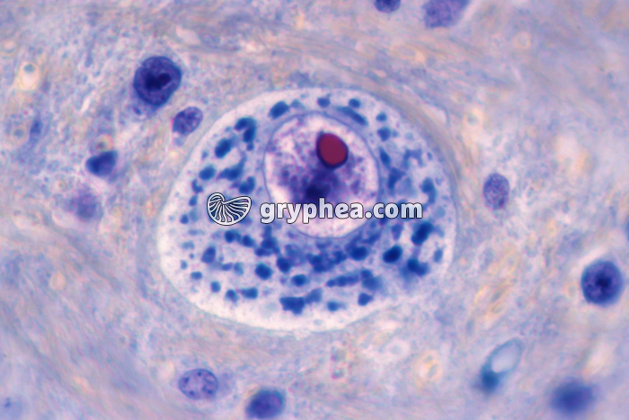 Neurone - Nissl x400 - gryphea.org